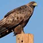Factors To Consider When Finding The Golden Eagle Tips